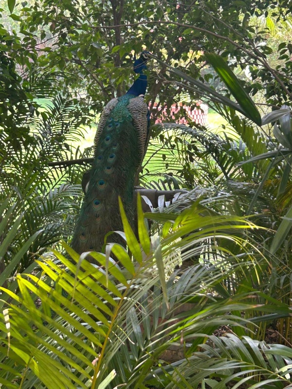 The Radha Ashok Main image